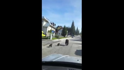 Ursoaica cu pui, la pas în mijlocul Predealului. Locuitorii sunt speriati si spun ca acest comportament este tot mai întâlnit